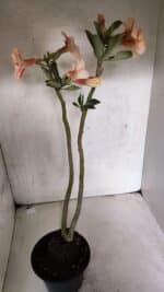 Planta Simples 3390 – 35cm – 03 anos - Imagem 5