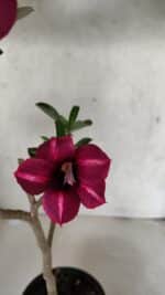 Planta Simples 3391 – 30cm – 02 anos - Imagem 4