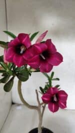 Planta Simples 3391 – 30cm – 02 anos