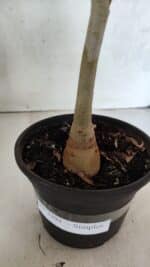 Planta Simples 3391 – 30cm – 02 anos - Imagem 7