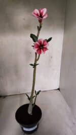 Planta Simples 3393 – 30cm – 02 anos - Imagem 2