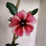 Planta Simples 3393 – 30cm – 02 anos