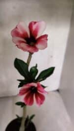 Planta Simples 3393 – 30cm – 02 anos - Imagem 4