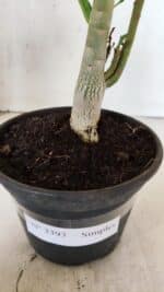 Planta Simples 3393 – 30cm – 02 anos - Imagem 6