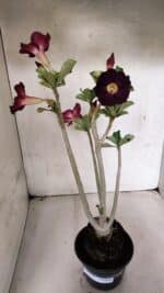 Planta Simples 3394 – 35cm – 03 anos - Imagem 2