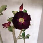 Planta Simples 3394 – 35cm – 03 anos