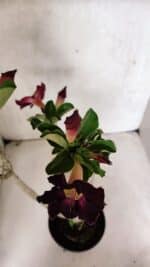 Planta Simples 3394 – 35cm – 03 anos - Imagem 6