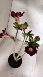 Planta Simples 3394 – 35cm – 03 anos - Imagem 4