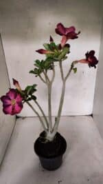 Planta Simples 3394 – 35cm – 03 anos - Imagem 5