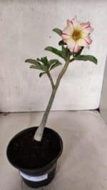 Planta Simples 3395 – 25cm – 01 ano - Imagem 2