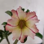 Planta Simples 3395 – 25cm – 01 ano