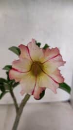 Planta Simples 3395 – 25cm – 01 ano