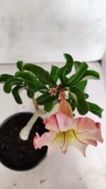 Planta Simples 3395 – 25cm – 01 ano - Imagem 4