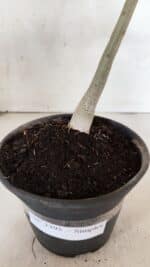 Planta Simples 3395 – 25cm – 01 ano - Imagem 7