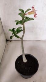 Planta Simples 3395 – 25cm – 01 ano - Imagem 6