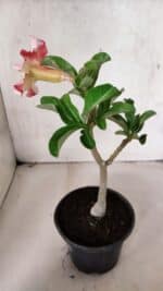 Planta Simples 3395 – 25cm – 01 ano - Imagem 5