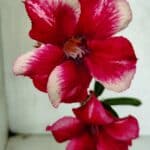 Planta Simples 3396 – 25cm – 01 ano