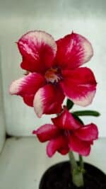 Planta Simples 3396 – 25cm – 01 ano