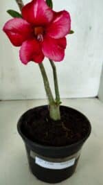 Planta Simples 3396 – 25cm – 01 ano - Imagem 4