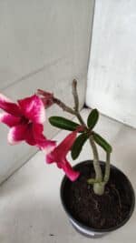 Planta Simples 3396 – 25cm – 01 ano - Imagem 6