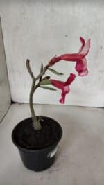 Planta Simples 3396 – 25cm – 01 ano - Imagem 5