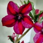 Planta Simples 3397 – 35cm – 03 anos