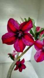 Planta Simples 3397 – 35cm – 03 anos