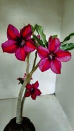 Planta Simples 3397 – 35cm – 03 anos - Imagem 4