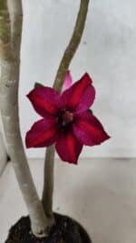 Planta Simples 3397 – 35cm – 03 anos - Imagem 5