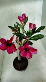 Planta Simples 3397 – 35cm – 03 anos - Imagem 7