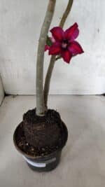 Planta Simples 3397 – 35cm – 03 anos - Imagem 10