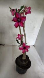 Planta Simples 3397 – 35cm – 03 anos - Imagem 9