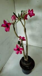 Planta Simples 3397 – 35cm – 03 anos - Imagem 8