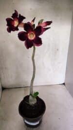 Planta Simples 3398 – 30cm – 02 anos - Imagem 2