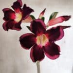 Planta Simples 3398 – 30cm – 02 anos