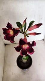 Planta Simples 3398 – 30cm – 02 anos - Imagem 4