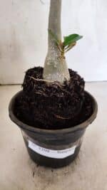 Planta Simples 3398 – 30cm – 02 anos - Imagem 6