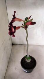 Planta Simples 3398 – 30cm – 02 anos - Imagem 5