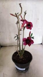 Planta Simples 3399 – 30cm – 02 anos - Imagem 2