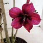 Planta Simples 3399 – 30cm – 02 anos