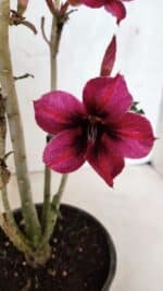 Planta Simples 3399 – 30cm – 02 anos