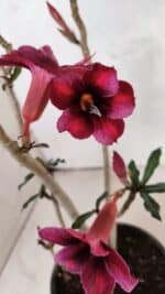 Planta Simples 3399 – 30cm – 02 anos - Imagem 4