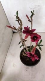 Planta Simples 3399 – 30cm – 02 anos - Imagem 5