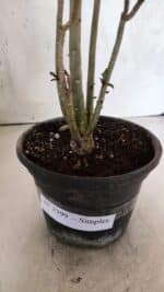 Planta Simples 3399 – 30cm – 02 anos - Imagem 9