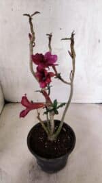 Planta Simples 3399 – 30cm – 02 anos - Imagem 8