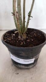 Planta Simples 3399 – 30cm – 02 anos - Imagem 7