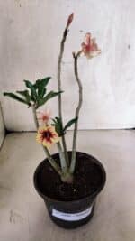 Planta Simples 3400 – 30cm – 02 anos - Imagem 2