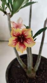 Planta Simples 3400 – 30cm – 02 anos