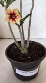 Planta Simples 3400 – 30cm – 02 anos - Imagem 7