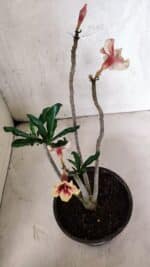 Planta Simples 3400 – 30cm – 02 anos - Imagem 4